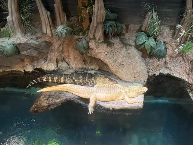 Alligators and caregiving